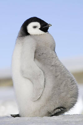 3-emperor-penguin-chick-m-watson.jpg