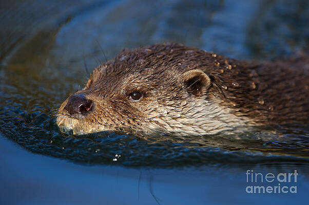 Wall Art - Photograph - European Otter #3 by Willi Rolfes