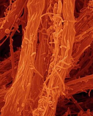 Wall Art - Photograph - Filamentous Iron Oxidizing Bacterium #3 by Science Photo Library