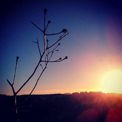 Wall Art - Photograph - Final Rays #3 by CML Brown