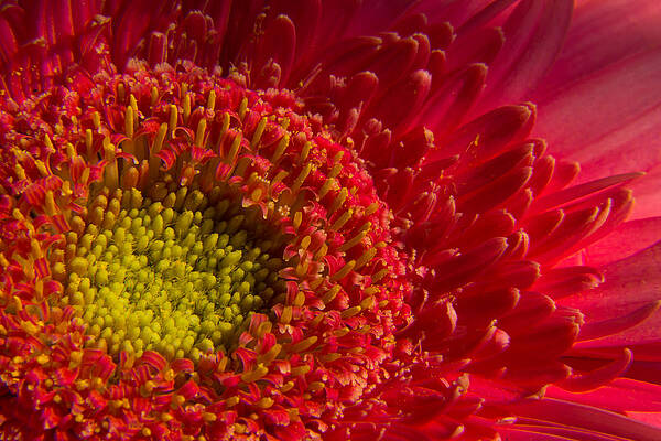 Wall Art - Photograph - Flower #3 by SAURAVphoto Online Store