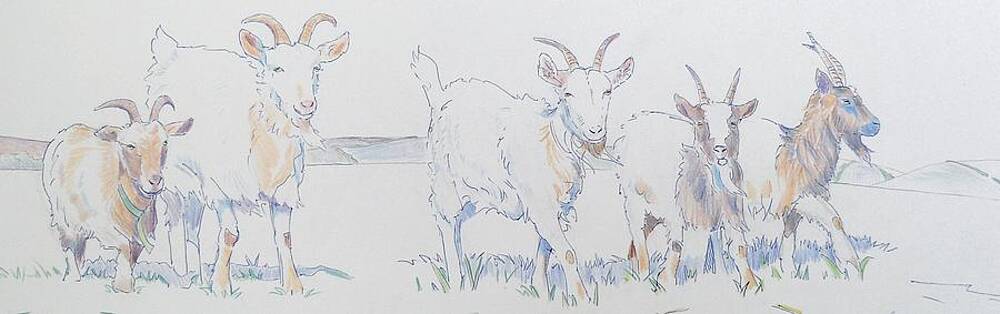 Wall Art - Drawing - Goat Drawing by Mike Jory