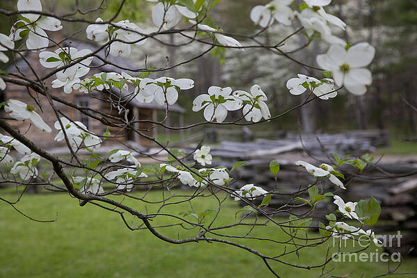 Wall Art - Photograph - Great Smoky Mountains National Park #3 by Jim West