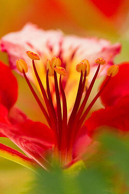 Wall Art - Photograph - Gulmohar Flower #3 by SAURAVphoto Online Store