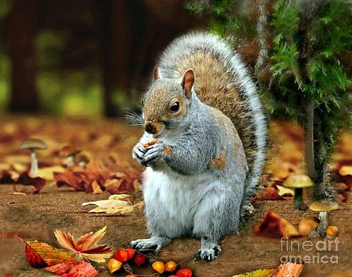Harry the Squirrel by Morag Bates Harry the Squirrel by Morag Bates