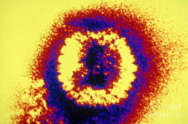 Wall Art - Photograph - Herpes Simplex Virus Tem #3 by Scott Camazine