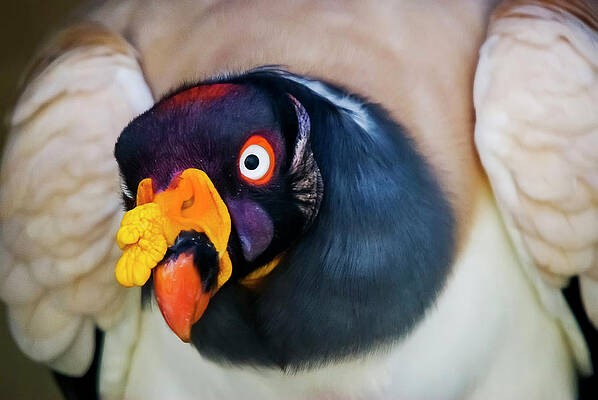 Stock photo of Head portrait of King vulture (Sarcoramphus papa) calling in  the rain. Available for sale on