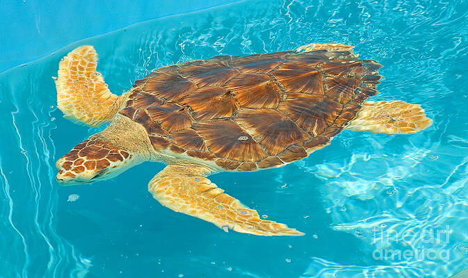 Wall Art - Photograph - Loggerhead Sea Turtle #3 by Millard H. Sharp