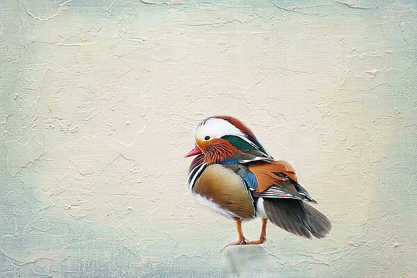 mandarin duck by Heike Hultsch mandarin duck by Heike Hultsch