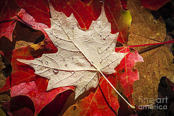 Maple Leaf, Digital Arts by Kateryna Svyrydova