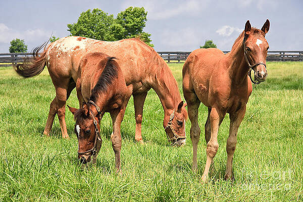 Wall Art - Photograph - Mare Horse and Colts #3 by Jill Lang