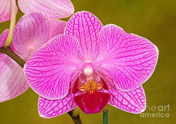 Wall Art - Photograph - Moth Orchid #3 by Millard H. Sharp