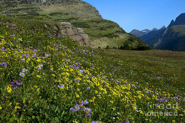 Wall Art - Photograph - Mountain Wildflowers, Montana #3 by Mark Newman
