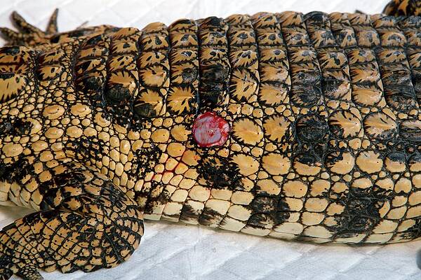 Wall Art - Photograph - Nile Crocodile #3 by Science Photo Library