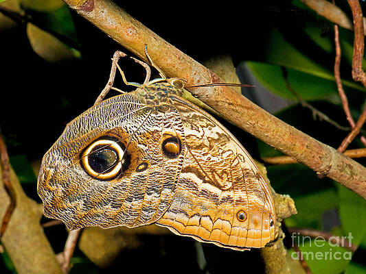 Wall Art - Photograph - Owl Butterfly #3 by Millard H. Sharp