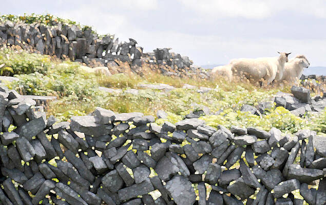  Photograph - Wooly Sheep Stone Walls by Dave Byrne