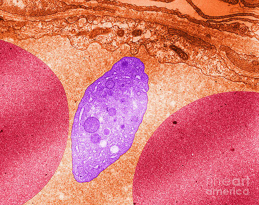 Wall Art - Photograph - Platelet And Red Blood Cells, Tem #3 by David M. Phillips