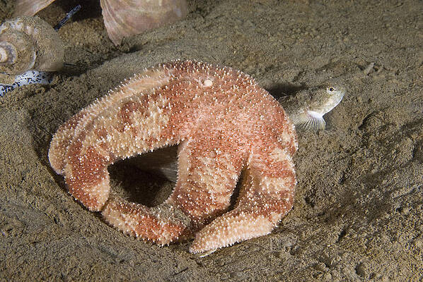 Wall Art - Photograph - Polar Sea Star Feeding #3 by Andrew J. Martinez