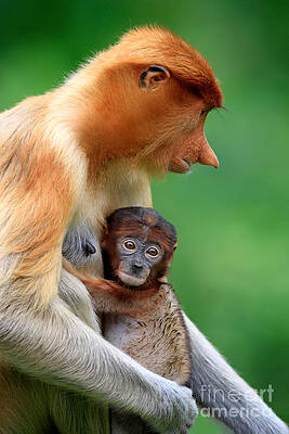 Wall Art - Photograph - Proboscis Monkey And Baby #3 by Sohns/Okapia