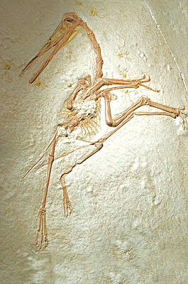 Wall Art - Photograph - Pterosaur Fossil #3 by Millard H. Sharp