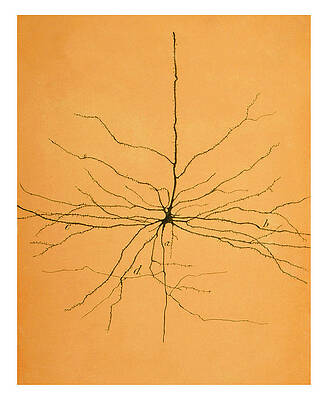 Wall Art - Photograph - Pyramidal Cell In Cerebral Cortex, Cajal #4 by Science Source