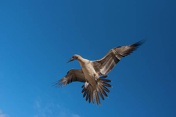 Wall Art - Photograph - Red-footed Booby (sula Sula Websteri #3 by Pete Oxford