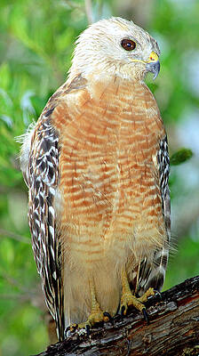 Wall Art - Photograph - Red Shouldered Hawk #3 by Millard H. Sharp