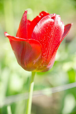 Wall Art - Photograph - Red Tulip on the green background #3 by Michael Goyberg
