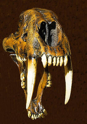 Wall Art - Photograph - Saber Tooth Cat Skull Fossil #3 by Millard H. Sharp