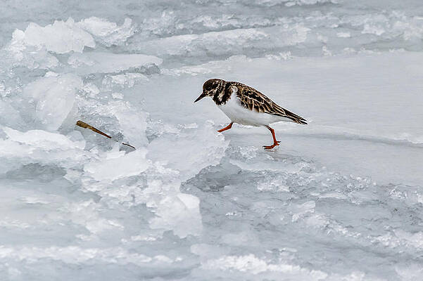 Wall Art - Photograph - Sandpiper #3 by SAURAVphoto Online Store