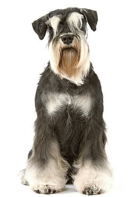 Wall Art - Photograph - Schnauzer #3 by Jean-Michel Labat