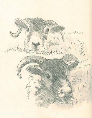 Wall Art - Drawing - Sheep by Mike Jory