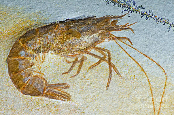 Wall Art - Photograph - Shrimp Fossil #3 by Millard H. Sharp