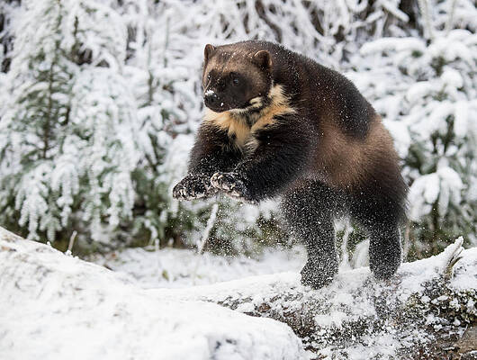 Wall Art - Photograph - Side View Of Wolverine Gulo Gulo #3 by Josh Miller Photography