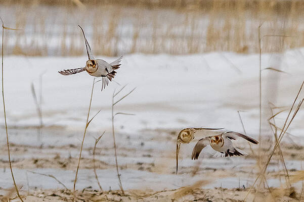 Wall Art - Photograph - Snow bunting in flight #3 by SAURAVphoto Online Store