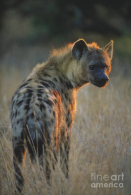 Wall Art - Photograph - Spotted Hyena #3 by Art Wolfe
