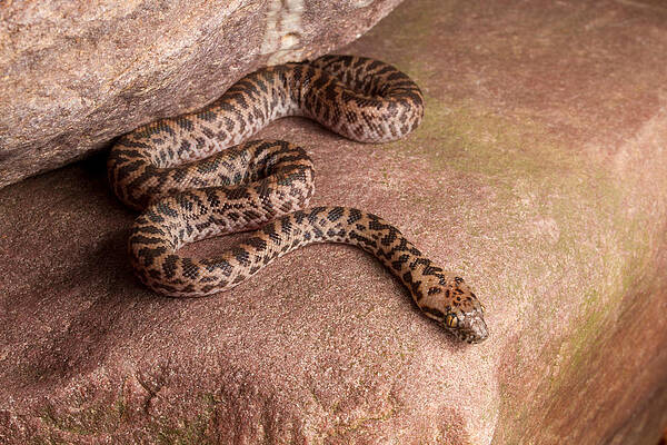 Wall Art - Photograph - Spotted Python Antaresia Maculosa #3 by David Kenny