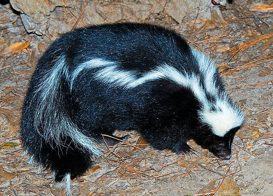 Wall Art - Photograph - Striped Skunk #3 by Millard H. Sharp