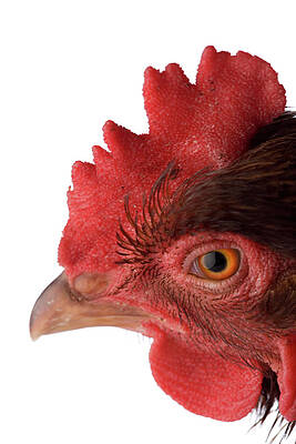 Wall Art - Photograph - Studio Portrait Of A Rhode Island Red #3 by Michael Winokur