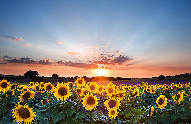 Wall Art - Photograph - Hope, inspirational sunset of sunflowers and vibrant sky by Matthew Gibson