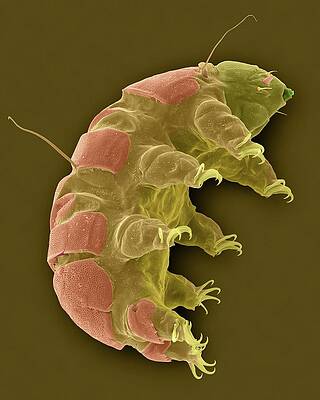 Wall Art - Photograph - Tardigrade (echiniscus Sp.) #3 by Science Photo Library
