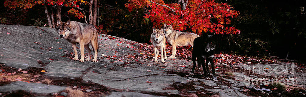 Timber wolves under a red maple tree - Pano by Les Palenik Timber wolves under a red maple tree - Pano by Les Palenik