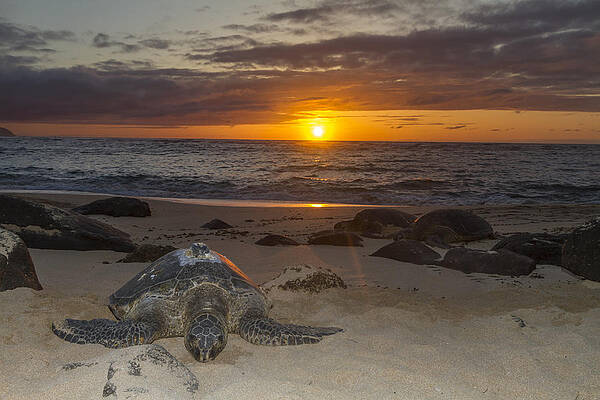 Turtle Beach sunset Oahu Hawaii by Jianghui Zhang