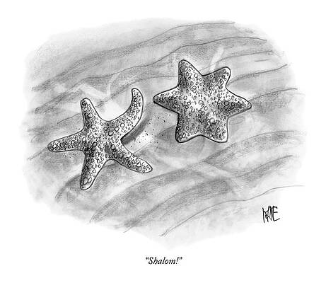 Starfish And Seashells Vector Illustration Stock Illustration - Download  Image Now - Starfish, Line Art, Animal - iStock
