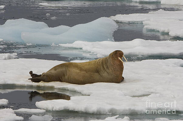 Wall Art - Photograph - Walrus Resting On Ice Floe #3 by John Shaw