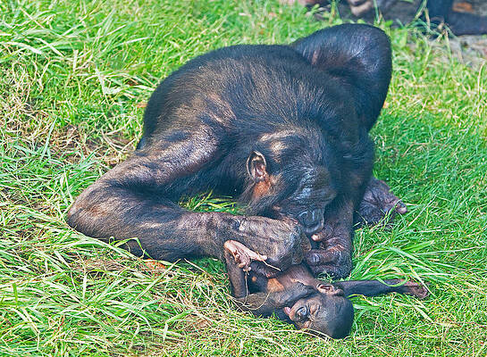 Wall Art - Photograph - Bonobo Mother And Baby #32 by Millard H. Sharp