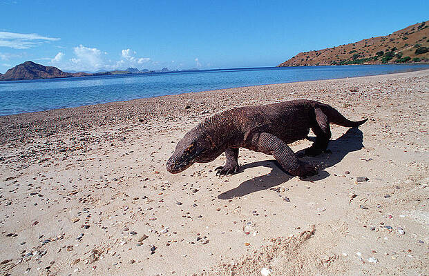 pixel arte ilustração Komodo Dragão. pixelizada komodo. Komodo