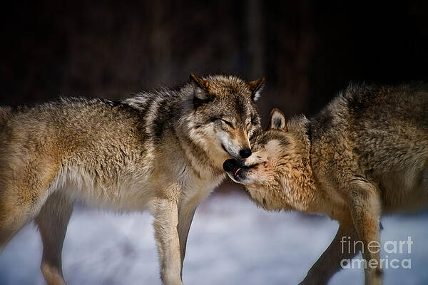 Timber Wolf Pictures by Michael Cummings Timber Wolf Pictures by Michael Cummings