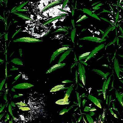 Wall Art - Photograph - Foliage  by Jason Roust