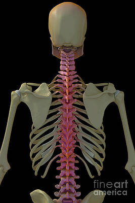 Wall Art - Photograph - The Skeleton #34 by Science Picture Co